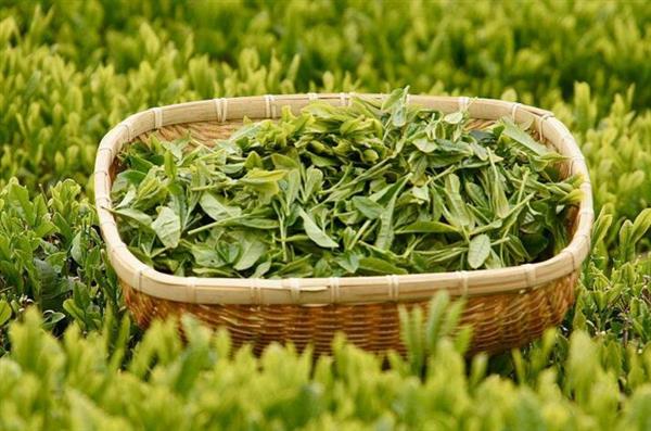 想做評(píng)茶師？那你應(yīng)該來(lái)石家莊聞達(dá)職業(yè)技能培訓(xùn)學(xué)校學(xué)學(xué)了